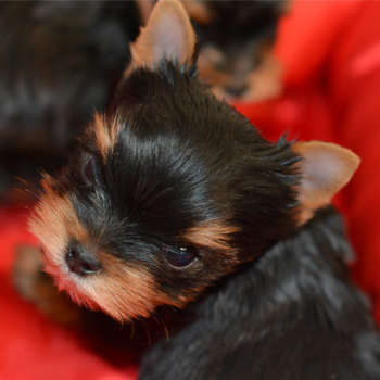 AKC Champion Parents